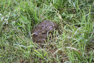 Buffalo dung. Manure that can be processed into organic fertilizer