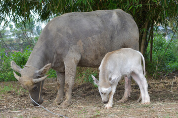 Mother buffalo and baby buffalo are eating grass in the field, mother buffalo and baby buffalo are playing