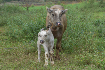 Mother buffalo and baby buffalo are eating grass in the field, mother buffalo and baby buffalo are playing