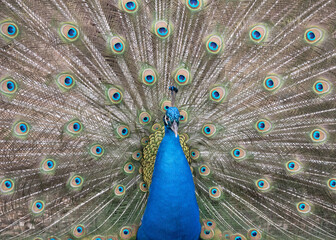 Obraz premium Male peacock with blue body has green, blue, and gold feathers spread out in courting mode close up.