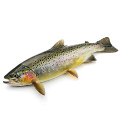 Trout isolated on white background 