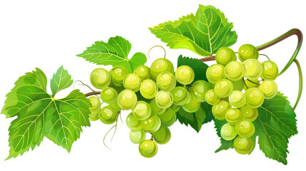  Bunch of Green Grape