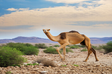 Group Of Camels walking in liwa desert in Abu Dhabi UAE
