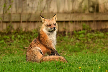 Urban wildlife photograph of a red fox keeping watch over her den