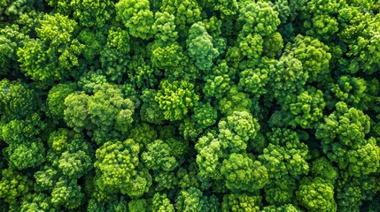 Aerial view, vibrant green forest in spring, natural tapestry from drone's eye, AI Generative