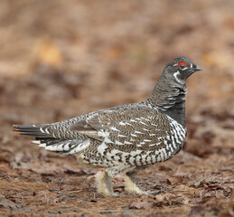 Sage Grouse