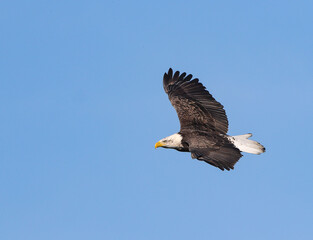 American Bald Eagle in Flight