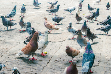 group of pigeons on stone floor