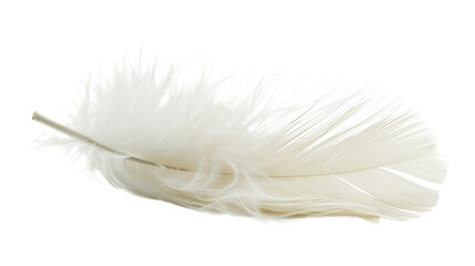 Obraz premium white feather