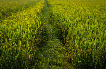 Green Rice field. Ripe rice field landscape on the farm.