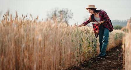 Diligent farmer bends over to examine the quality of the wheat in her field, taking notes to ensure...