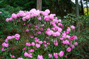 長安寺のシャクナゲ