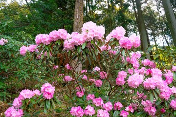 長安寺のシャクナゲ