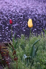 Tulip flowers in full bloom. The sight of them enduring the cold winter underground and blooming on the ground in spring brightens the hearts of those who see them.