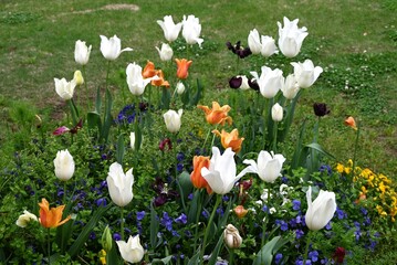 Tulip flowers in full bloom. The sight of them enduring the cold winter underground and blooming on the ground in spring brightens the hearts of those who see them.