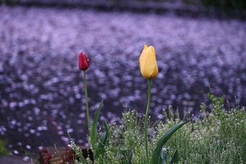 Tulip flowers in full bloom. The sight of them enduring the cold winter underground and blooming on...
