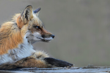 Urban wildlife photograph of a red fox keeping watch over her den