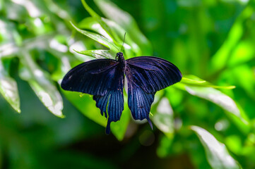 A Blue Mormon Butterfly at a Botanical Gardens Exhibit in Grand Rapids, Michigan.