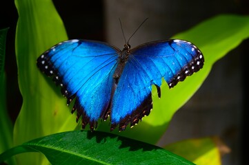 A Common Blue Morpho Butterfly at a Botanical Gardens Exhibit in Grand Rapids, Michigan.