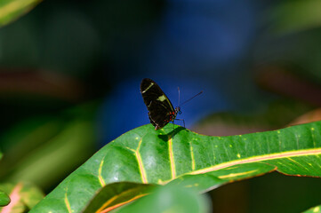 A Doris Longwing Butterfly at a Botanical Gardens Exhibit in Grand Rapids, Michigan.