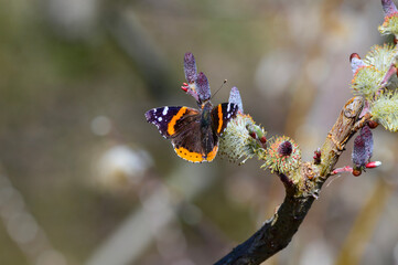 A Red Admiral Butterfly on pussy willows at a Botanical Gardens Exhibit in Grand Rapids, Michigan.