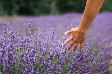 Hand touching Lavender