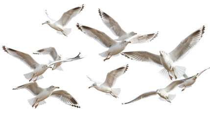 Obraz premium Flock of seagull bird