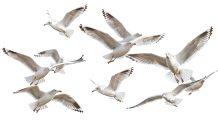 Flock of seagull bird