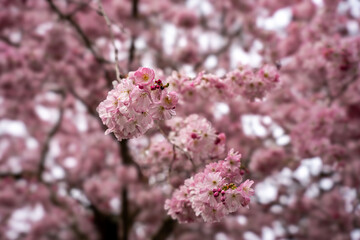 blooming tree in spring, close-up, selected area