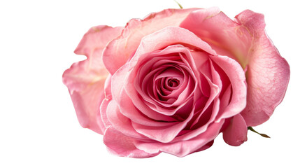 Fototapeta premium Rose