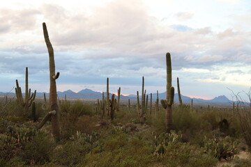 Saguaro National Park #3