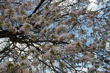 日本の春の花