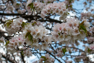 Obraz premium 日本の春の花