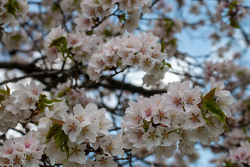 Fototapeta premium 日本の春の花