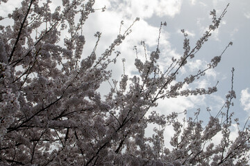 日本の春の花