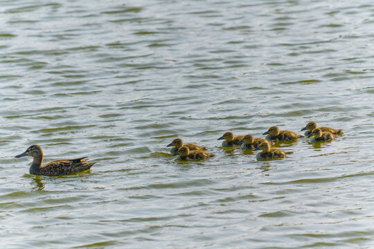 Ducklings following mama duck. Cute ducklings (duck babies) following mother in a lake.