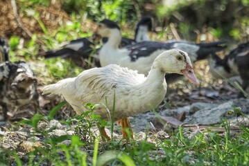 duck in the grass