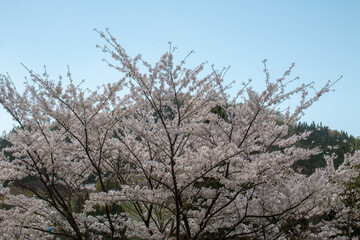 Obraz premium 日本の春の花