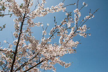 日本の春の花
