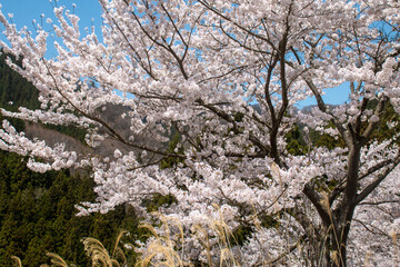 日本の春の花