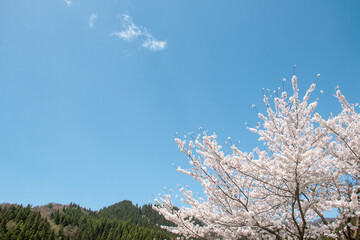 春に咲く花