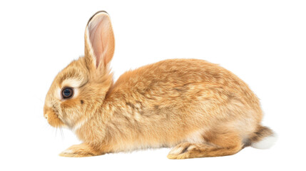 Obraz premium Brown rabbit