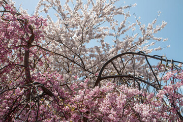 Obraz premium 日本の桜