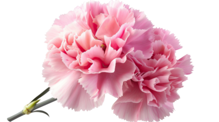 Carnation flower pink