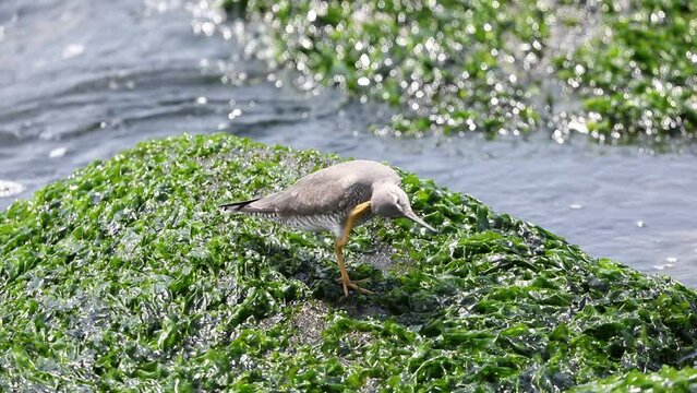 The wandering tattler (Tringa incana), found in far-eastern Russia, Alaska, portions of the California coast and northwestern Canada. This photo was taken in Japan.