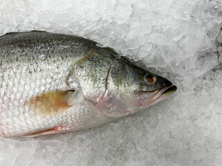 fresh fish in the ice