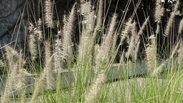 Pennisetum Fountain Grasses in the garden.