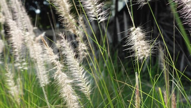 Pennisetum Fountain Grasses in the garden.
