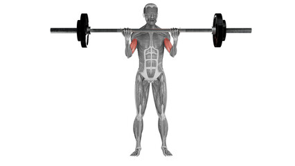 Barbell bicep curl - front view - position 2