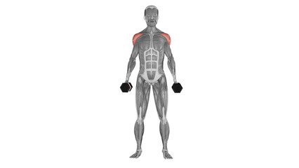 Dumbbell side raise - front view - position 1
